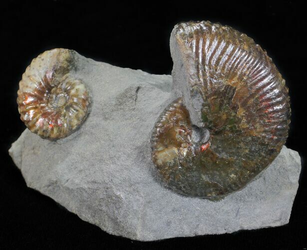 Hoploscaphities Ammonite Double - South Dakota #60236